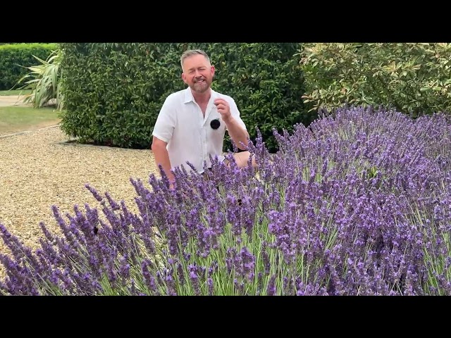 English Lavender is the best plant for attracting Native Pollinators