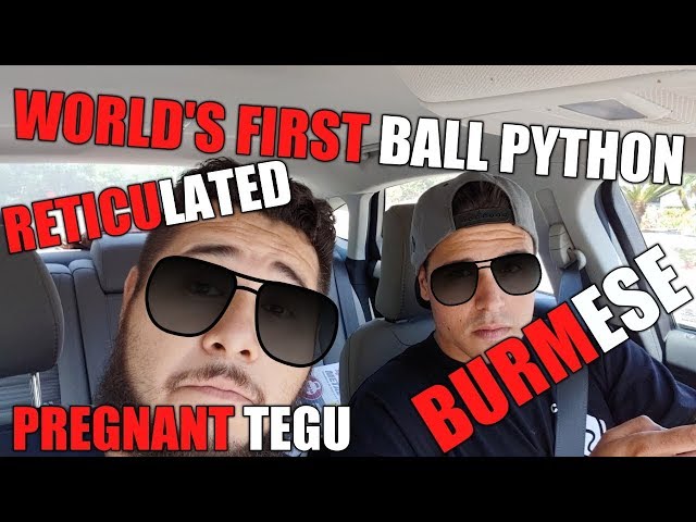 WORLD'S FIRST BALL PYTHON AND MUCH MORE