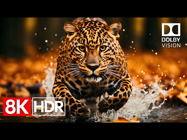 Incredible HDR Colors in 8K Dolby Vision 60fps | 8K Video Ultra HD