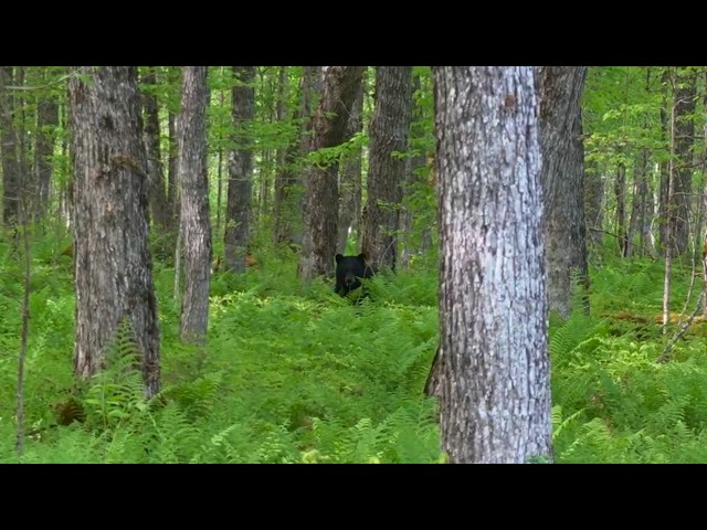 Going up the river to fight a bear and catch a trout | Adventures from my off grid cabin