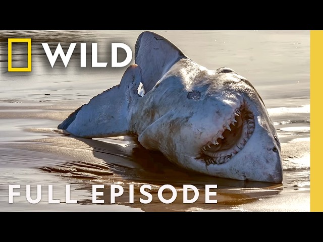 It's a Shark Eat Shark World (Full Episode) | SPECIAL | Nat Geo Animals