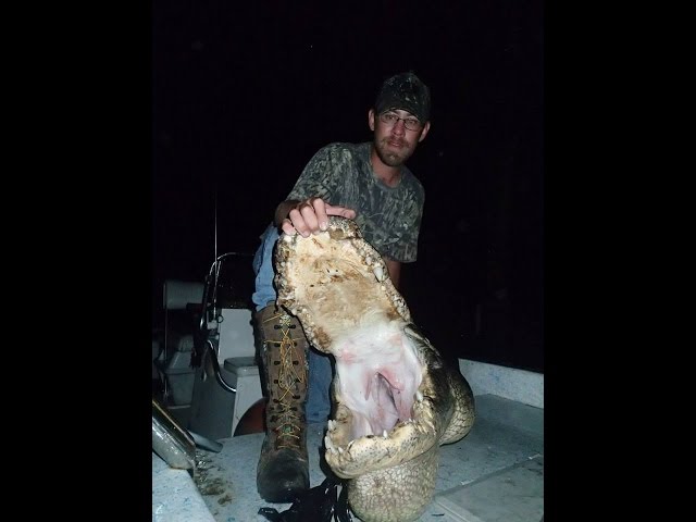GIANT ALLIGATOR!! Hunting a 12' 7" American Alligator on Kissimmee River, Florida