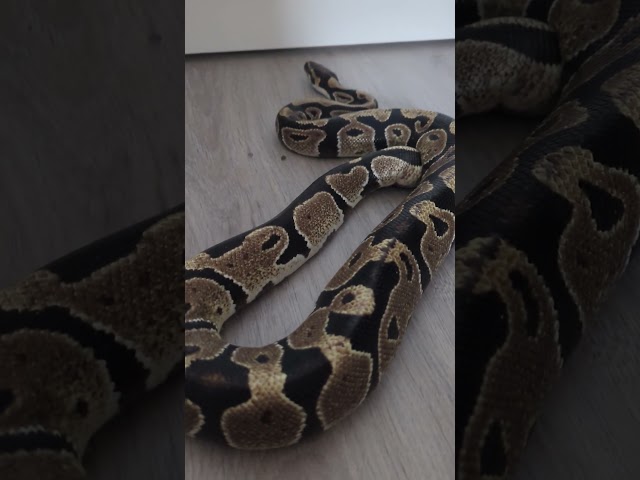 Königspython 💛 | 🐍 Viking Reptiles #shorts