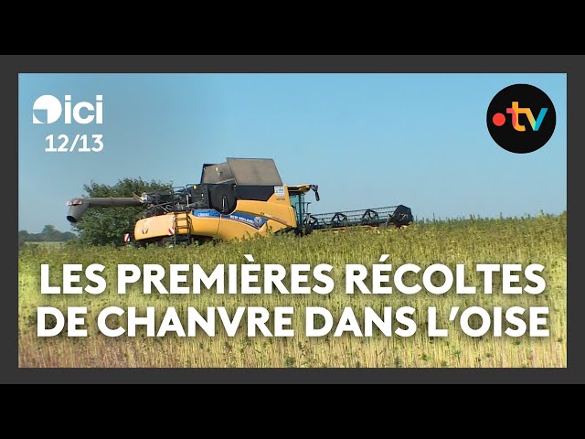 Premières récoltes de chanvre pour un groupe d'agriculteurs dans l'Oise