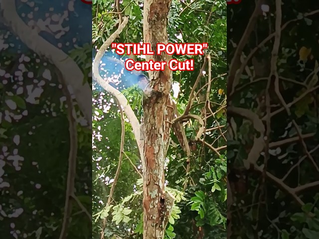 Master Skill! Starting the Tree Felling from the Center with Stihl Chainsaw. #javaneseloggingskills