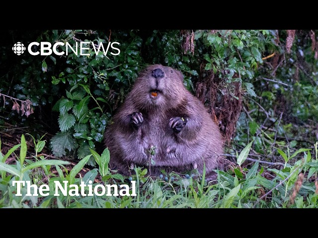 This chonky beaver is London’s latest flood hero