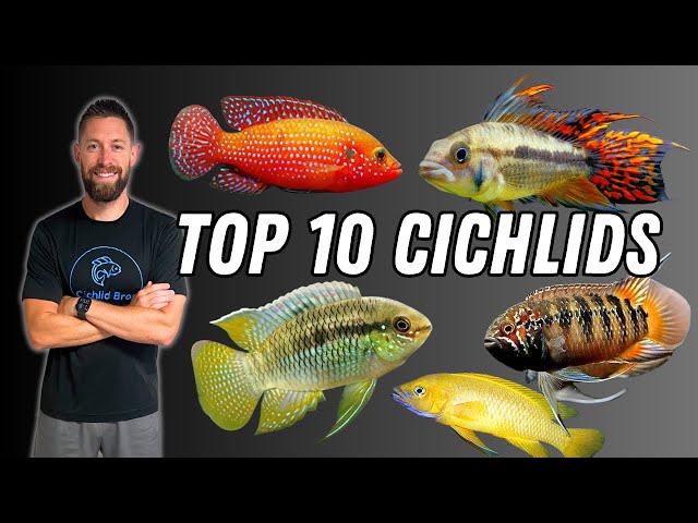 Top 10 Dwarf Cichlids | Best Cichlids for Small Aquariums