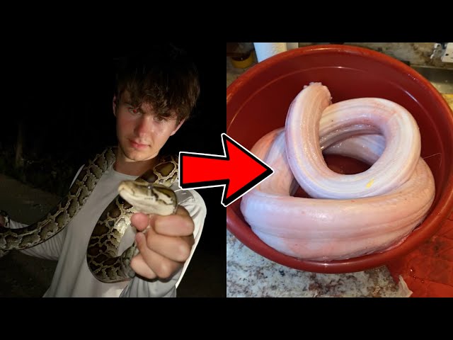 Wild Burmese Python KILL, CLEAN, COOK | 4k