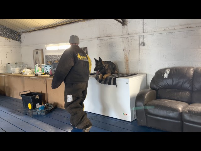 German Shepherd Cassius object guarding the freezer
