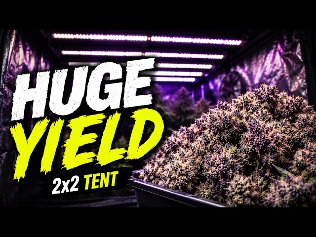 How Much Can You Yield in a 2x2 Tent? (Full Seed to Harvest)