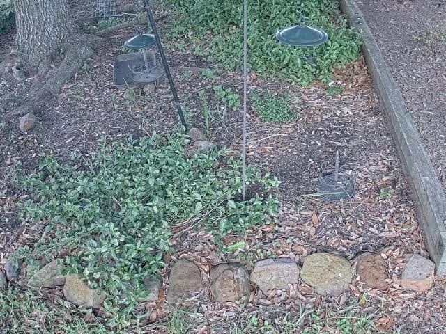 Northside Elementary Habitat Camera 2