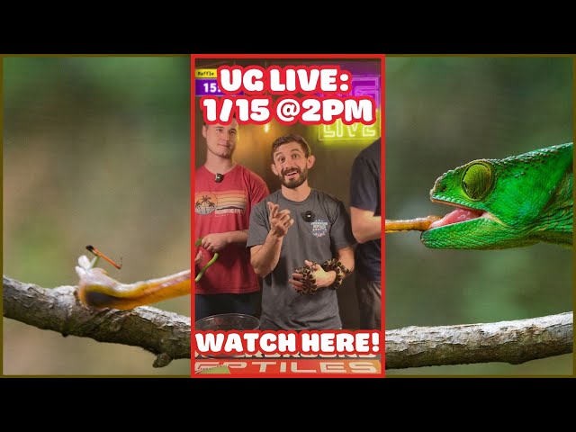 UG LIVE SHOW - 1/15 @ 2 PM EST