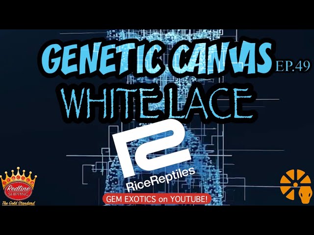 GENETIC CANVAS- WHITE LACE BALL PYTHON MUTATION ft. RICE REPTILES -EP49