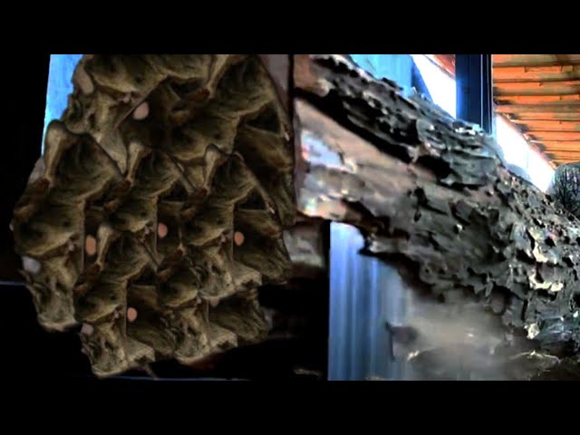 Sawing Abandoned Old Wood in the Forest || Sawmill