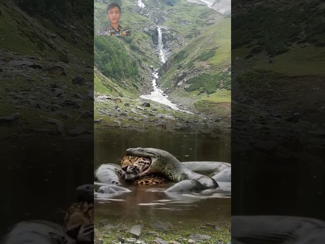 Python The Most Strong Snake And The Most Smart