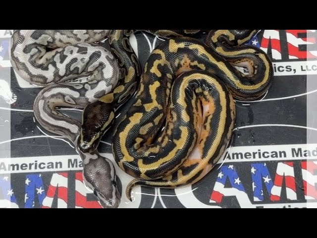 26bpC21 just hatched! We hit a true ghost pied pos vanilla yb!