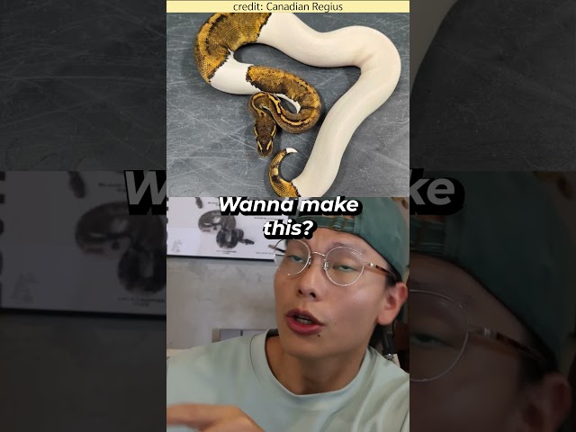Wanna Make this crazy ball python? #snake #ballpython #reptiles #animals