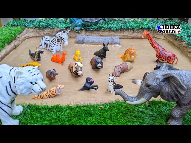 The Fun Learning Video That Will Get Your Kids Excited About Animals!