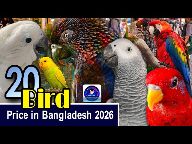 Top 20 Colorful & Popular Pet Birds with Price in Bangladesh 2026 | Bird Name, Facts & Lifespan