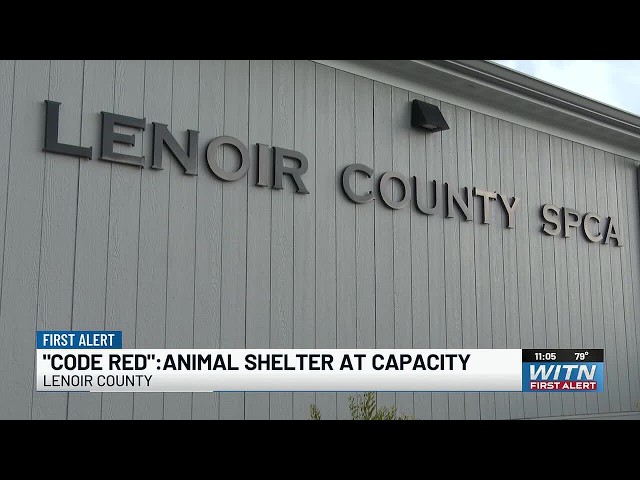 “Code red”: How you can help Lenoir County shelter after reaching capacity