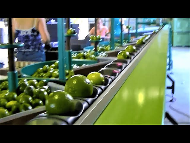 You SHOULD see this perfect Lemon concentrate juice Processing Line! Amazing machine technology