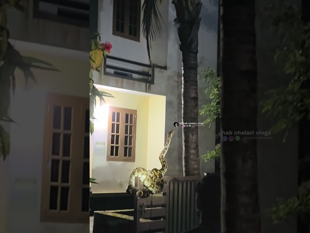 റോക്കറ്റ് പോലെ ഉയർന്ന പെരുമ്പാബ് 😂😂#shihabchelarivlogs #snake #reptilelovers #python
