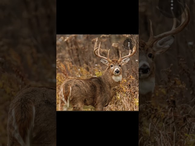your gun your deer pt.5 #deer #hunting