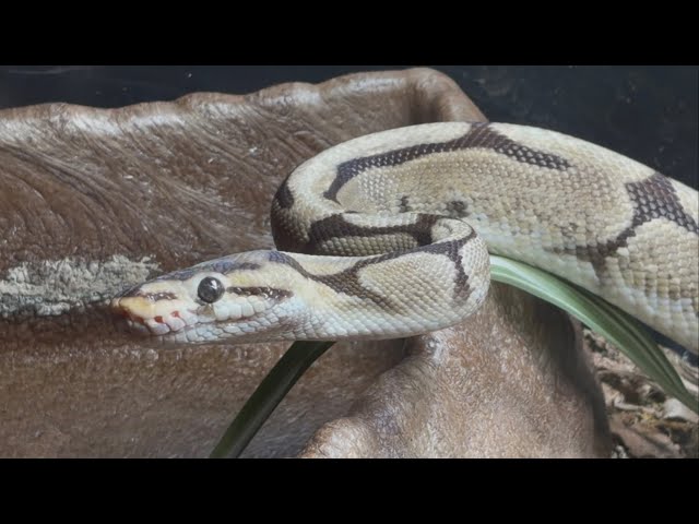 A thirsty ball python, springtails, and a cat that’s mad because I wouldn’t go to bed