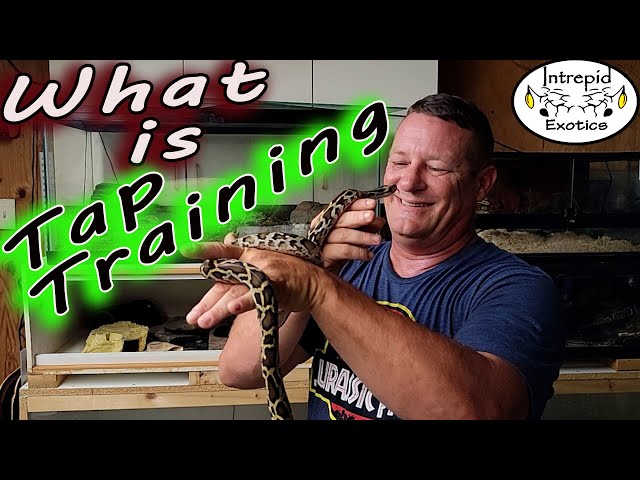 What is hook-Tap Training? Is it overused?