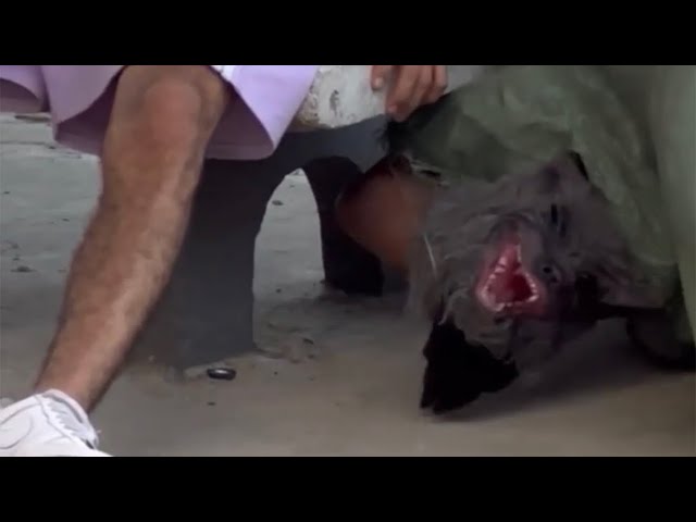 El perro 🐕 con mal de rabia #bromas