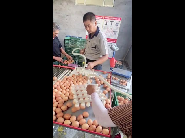 ⚡🔴LIVE～Egg Sorting 🥚 2026-07-18