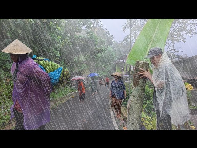 Walk in Heavy Rain Very Cold Every Day in My Village | Rain in Java Mountain Village | Sleeping Fast