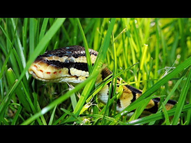 Unveiling the Python Snake: Fascinating Facts & Behaviors