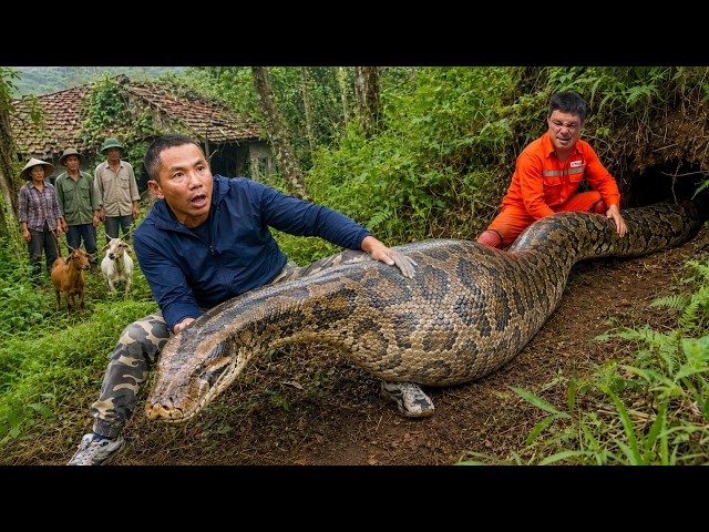 Giant Python Found Hiding Behind an Abandoned House | Dramatic Encounter in the Countryside