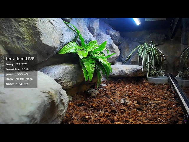 terrarium-LIVE 🔴 20/08/2026 🐍 Ball Python Regius Snake