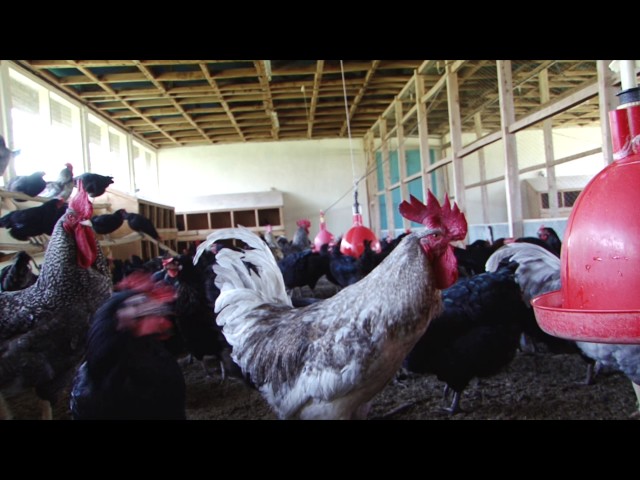 Chicken Documentary mini series (Handling Chicken Eggs)