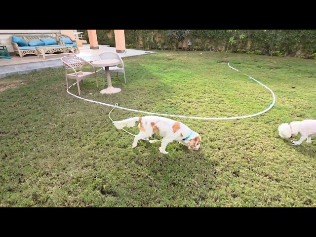 P001- Max Lucky & Baby's Story