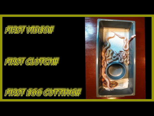 Our first ever video, clutch and egg cutting here at PAT'S EXOTIC PETS.
