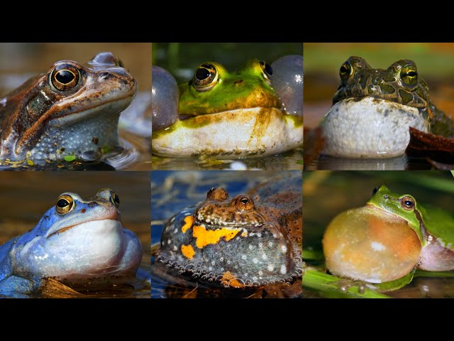 Nature sounds – European frog calls