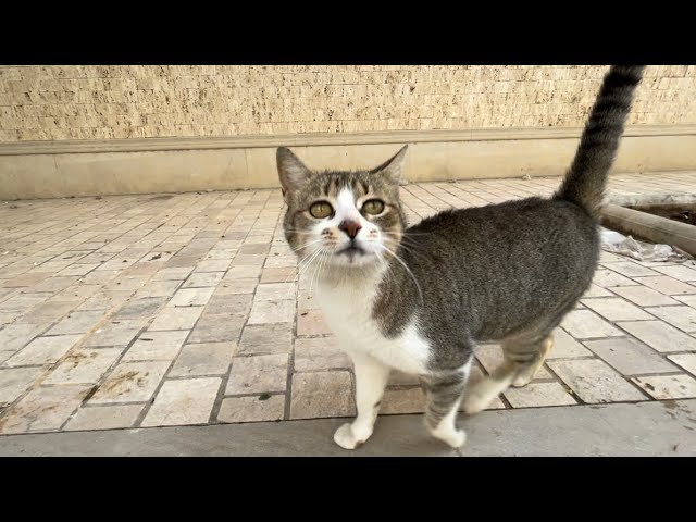 Tabby cat is very friendly and is constantly moving to ask for food.