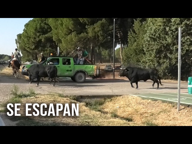 Se escapan Dos Toros en Medina del Campo 2026 Cuarto Encierro