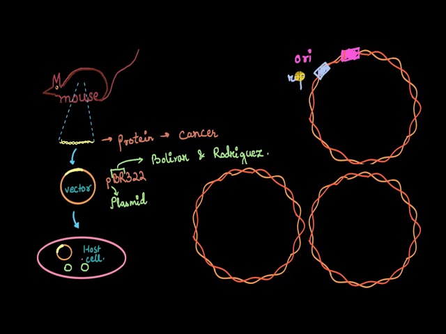Parts of cloning vector (ori, rop, cloning site, markers) | Biotechnology | Biology | Khan Academy