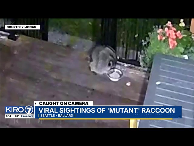 Eccentric-looking Seattle raccoon named ‘Jimothy’ goes viral