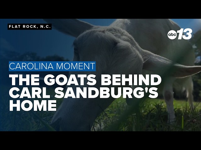 The goats behind Carl Sandburg's Home