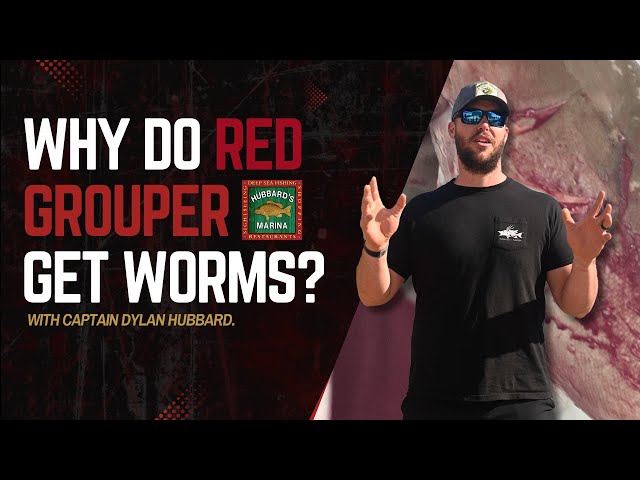 Why do Red Grouper get worms MORE OFTEN than other Grouper Species?