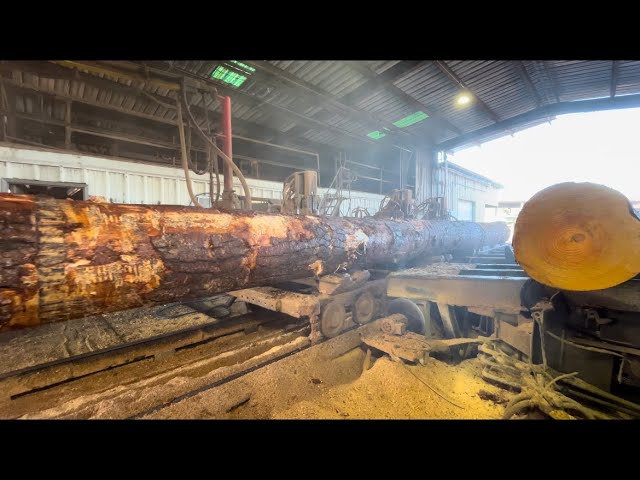 Sawing massive 50 foot pine