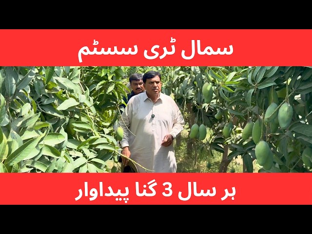 Mango Small Tree System: Complete & Updated Production Technology 2026