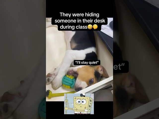 Desk pup🤫  #animals #dog #dogs #school #cute #funny #pets #cute #lol #fyp #viral #dogshorts #yt