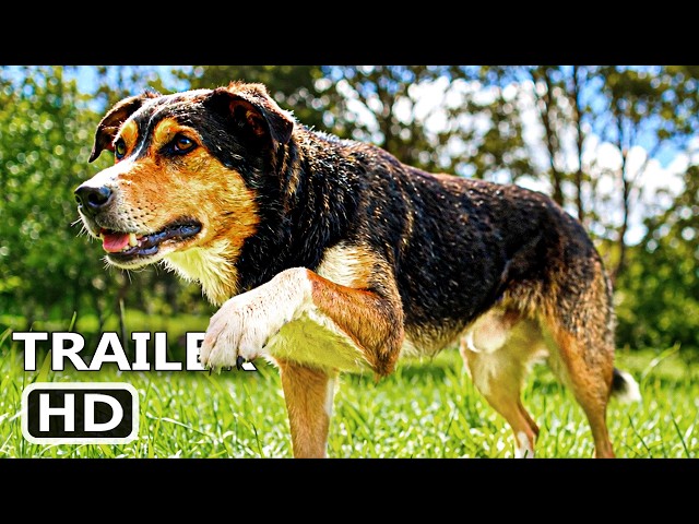 THE DOG SHOW Trailer (2026)