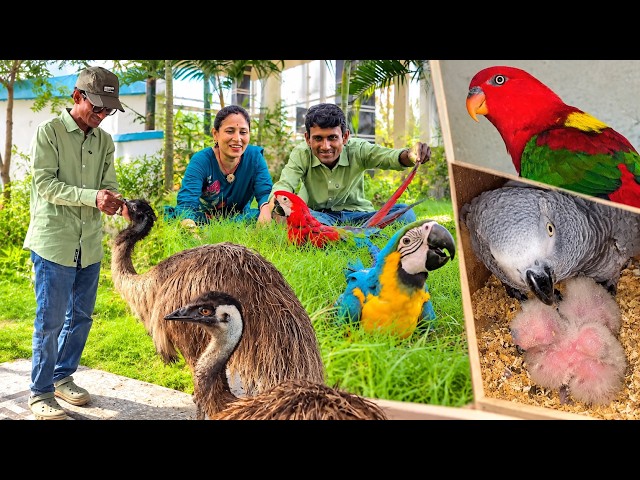 Emus’ Breeding: One Good News, One Bad News… But an Unexpected BIG SURPRISE!